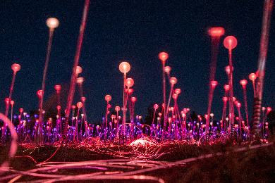 サンライズ観賞&光のイルミネーション★フィールドオブライト