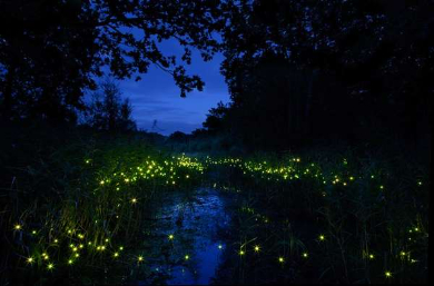 【日本語ガイド】メークロン線路市場＋菩提樹の仏堂で有名なワット バーンクン見学​   夜のアンパワー水上マーケット＋ホタル鑑賞ナイトクルーズ ​<金・土・日>