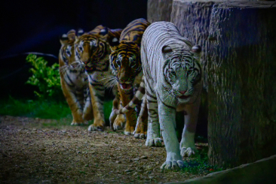 【日本語ガイド】【半日】ナイトサファリツアー