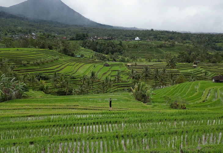 【日本語ガイド】
世界遺産ジャティルイ・ライステラス+
タマンアユン寺院、タナロット寺院ツアー