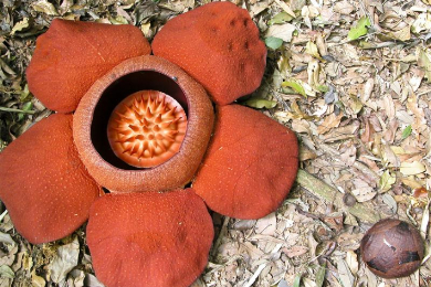 カオソックジャングル＆チャオラン湖 2泊3日