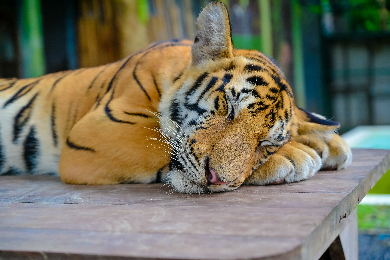 【午前半日】日本語ガイドアレンジ可能！虎と一緒に記念写真　鎖でつながれていないトラとのふれあい体験が　今プーケットで大人気！Play2パッケージ＆送迎付