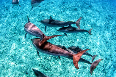 イルカ・クジラ<br>
ウォッチング＆シュノーケリングツアー<br>
（コオリナ発）<br>
食べ飲み放題・ワイキキ往復送迎付<br>
＜日本人ガイド＞<br>
子供/乳児料金有<br> 