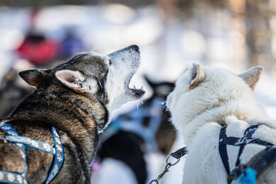 本物の犬ぞり操縦!?
ハスキー体験