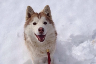 犬ぞり犬たちの生活拠点をのぞこう！
ハスキーファームツアー