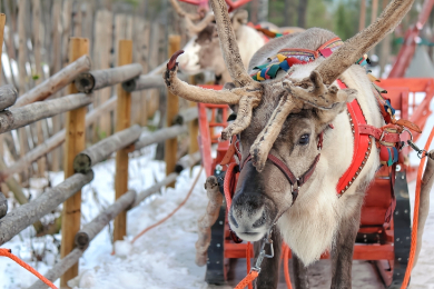 サーミの民族衣装をまとったホストがお迎え！
トナカイファーム体験