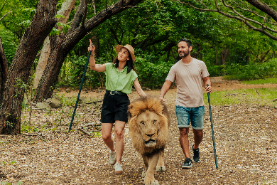【半日ツアー】【ホテル発着】【専用車】
ドキドキ！ライオンとお散歩⁉～ウォークウィズライオンツアー～
