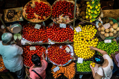 【終日ツアー】【昼食付き】【専用車】
南半球で最も古い植物園の一つへ！～パストアンドプレゼントツアー～