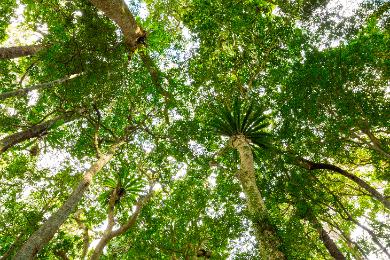 【専用車・日本語ガイド】世界遺産　ツインフォールズ滝ハイキングと3大絶景