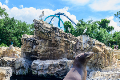 【日本語ガイド】シーワールド 1日観光
オールデーダイニング付き