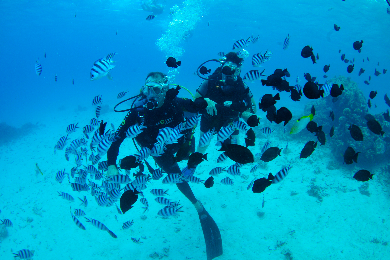 【タヒチ島発】体験ダイビング（1タンクダイブ）