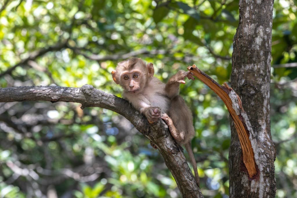 ベトナム最初のユネスコ生物圏保護区<br>カンザー 広大なマングローブ林&モンキーアイランドツアー<br>(日本語ガイド付き混載)