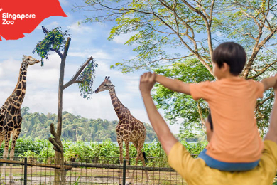 【チケット予約】シンガポール動物園入場券・トラム付き（日付指定制）