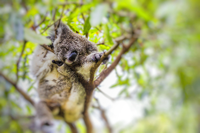 【ひとり旅応援】オーストラリアを代表する最大級の動物園タロンガ動物園入場券（往復フェリーパス付）
