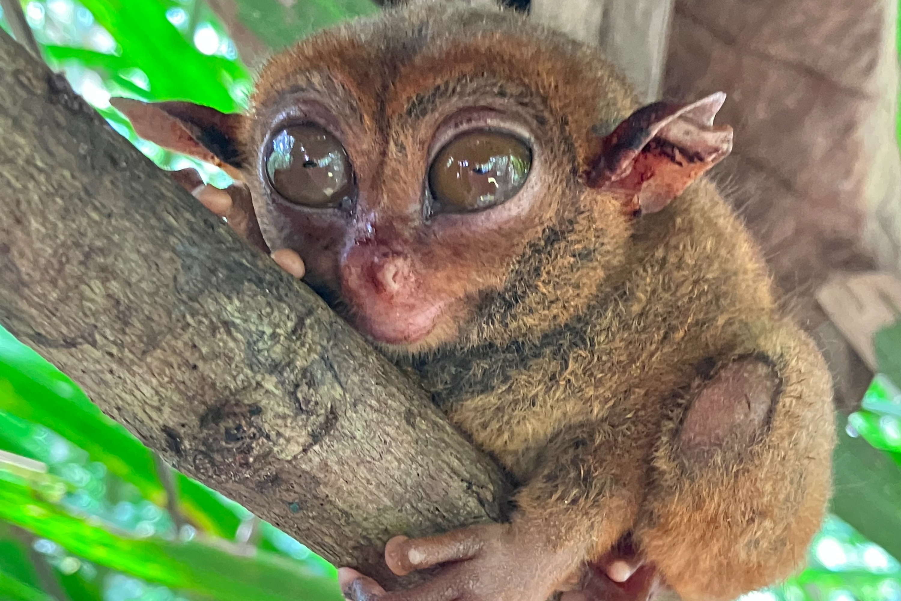 ボホールトロピックス宿泊の方限定【日本語ガイド付】サクッと『ターシャ』ツアー