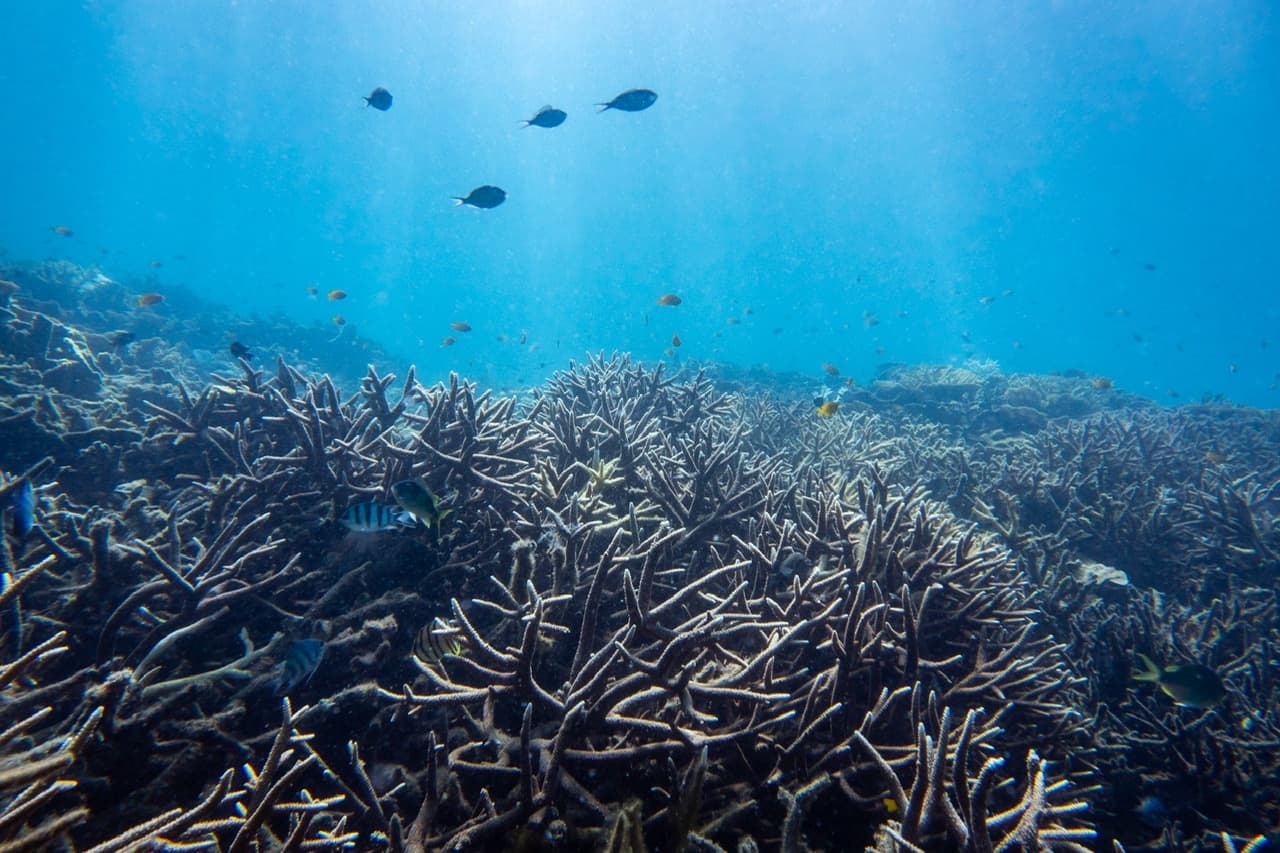 バイカン島/カウ島<br>2離島シュノーケリング＆島探検<br>アイランドホッピング