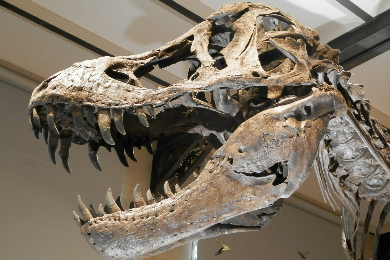 【日本語ガイド】＜ひとり旅応援＞
〜地球大紀行〜
世界３⼤恐⻯博物館のひとつロイヤルティレル恐竜博物館 ＆恐竜の街ドラムヘラー