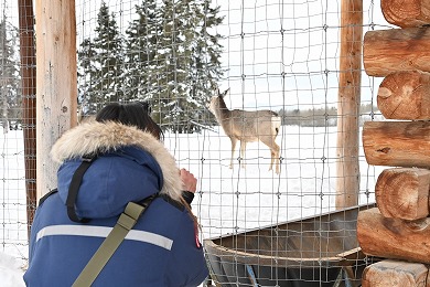 【半日】広大なユーコン野生動物保護区&大自然の空の下で温泉エクリップス・ノルディック・ホットスプリングスで癒しツアー