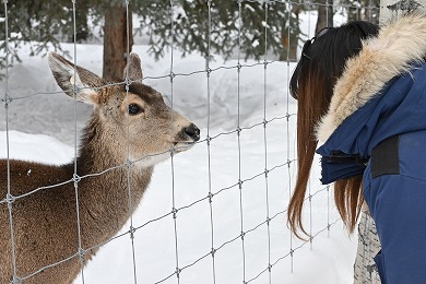 【午前半日】☆11月～4月の期間限定☆極北に生息する動物たちを間近に見学・写真撮影 広大なユーコン野生動物保護区ツアー
